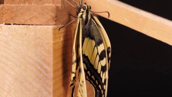 Papiliomachaon东半球燕尾蝶倾斜拍摄