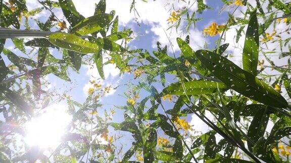 狗尾草有用的花施肥土壤