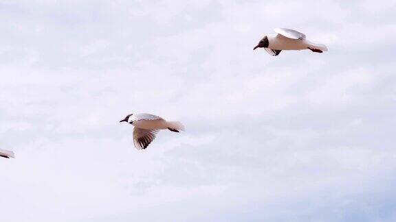 夏日天空中的海鸥