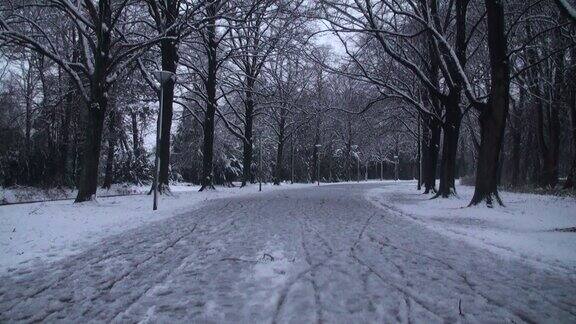 道路上的雪全高清视频冬季冬季道路冬季树海牙荷兰欧洲