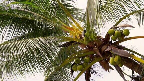 泰国高兰塔椰子树的风