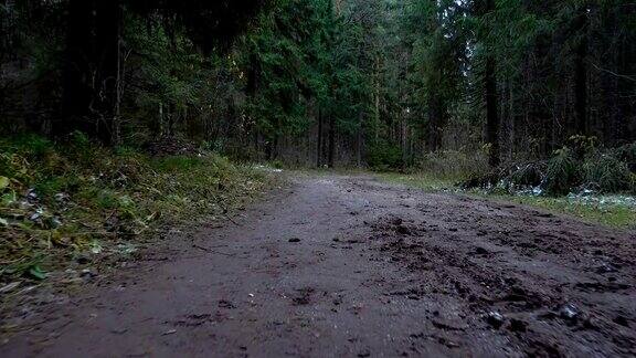拍摄森林中肮脏的道路