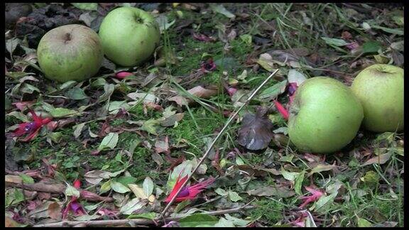 腐烂的秋天的苹果