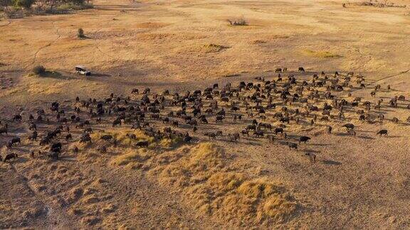 鸟瞰图游客在一个4x4越野车观看一大群非洲水牛放牧在奥卡万戈三角洲博茨瓦纳