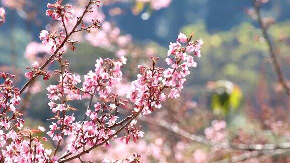 樱花盛开樱花以自然为背景