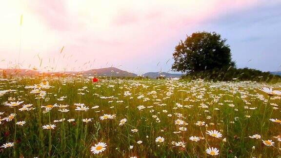 夏天的风景有洋甘菊花的山谷