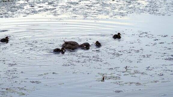 鸭子和小鸭子在湖上游泳