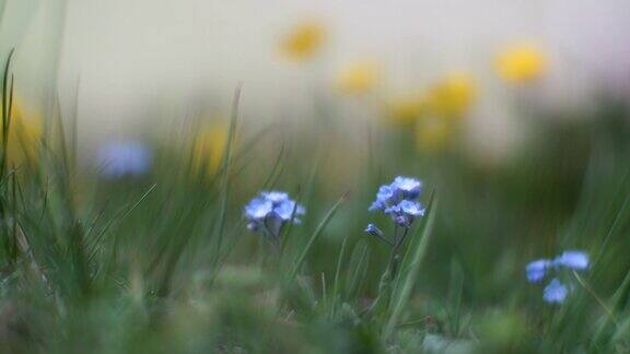 草地上的花