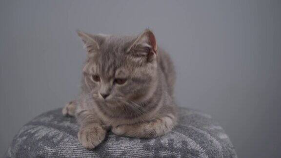 英国品种的一只年轻的灰色猫的肖像在灰色的背景上纯种的小猫黄色的眼睛苏格兰直可爱和有趣的品种在灰色的墙壁背景最喜欢的宠物