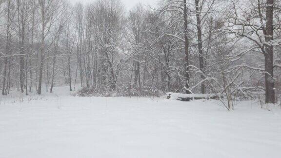 冬季森林大雪的全景视频