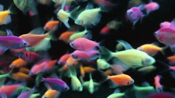水族馆里有很多霓虹利乐鱼