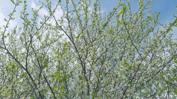 美丽的白色盛开的樱桃树春天花园里盛开着白色花朵的樱花树缓慢的运动