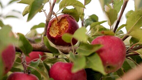 红苹果在冰雹后损坏在果园