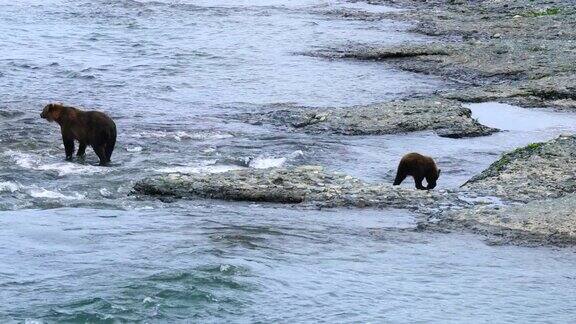 母灰熊走在河边小熊跟在后面