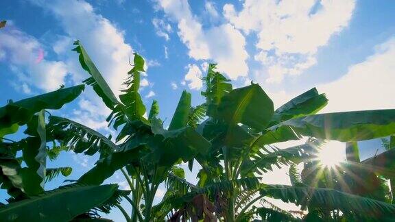 绿色的芭蕉叶在微风中低角吹拂在蓝天上