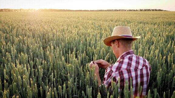 一位农民正在检查田里的小麦生长情况