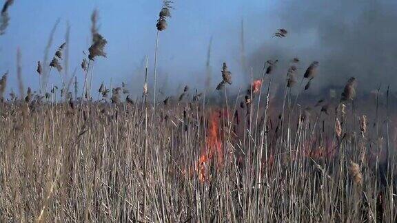 在田野里燃烧着干草镜头田里的稻草燃烧火燃烧着田野里的老草