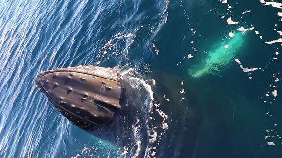 南极洲的鲸鱼