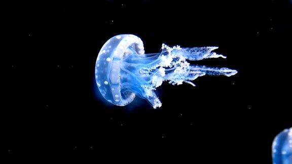 水下水母游动慢镜头
