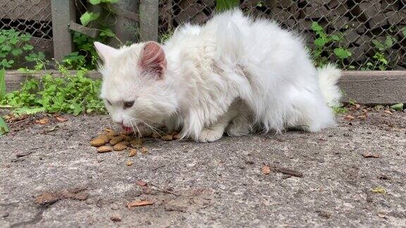孤独的白色无家可归的毛茸茸的猫吃散落在地上的食物