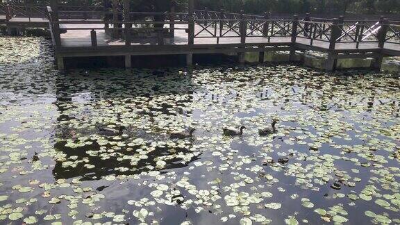 池塘里的鸭子美丽的睡莲叶子漂浮在池塘上