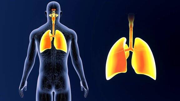 人体肺部在解剖学中放大