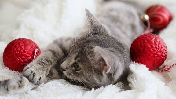 4k条纹灰色小猫躺在床上圣诞节的背景世界宠物日