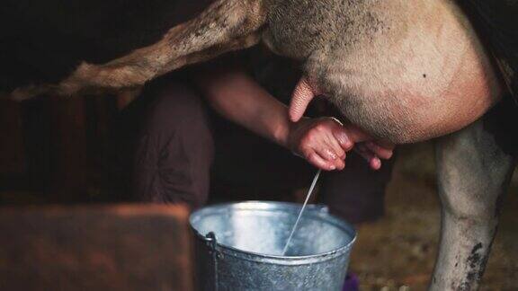 一位老妇人在牲口棚里挤牛奶特写镜头