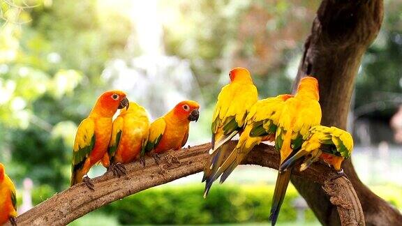一群太阳鹦鹉在树枝上