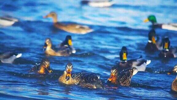 河水中鸭子争夺食物的动作缓慢