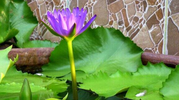 水上紫莲
