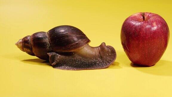 蜗牛蜗牛吃一个红苹果