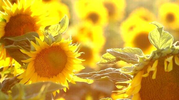 令人惊叹的美丽的向日葵田与明亮的阳光在花