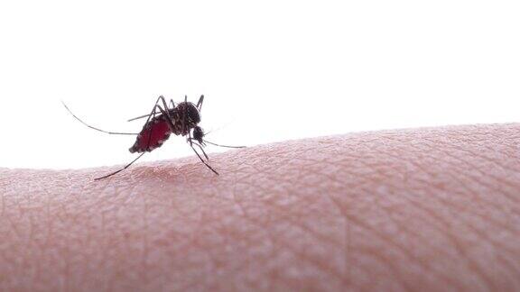 吸血蚊子的4K视频