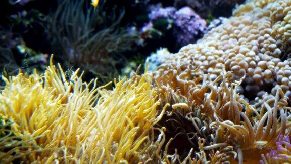 珊瑚礁水族馆