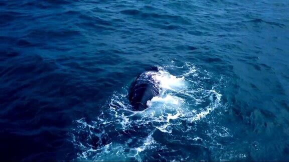 空中拍摄从后面的南露脊鲸