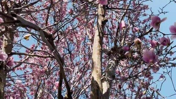 木兰树春天开花