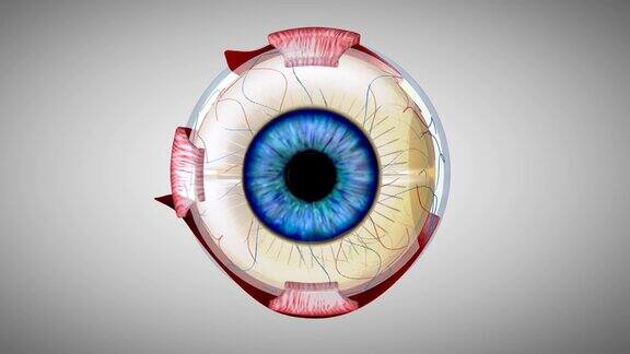 一个眼睛的4K3D解剖模型