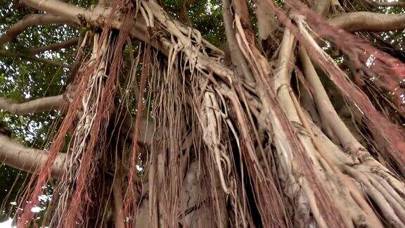 迈阿密的一棵巨大的老榕树