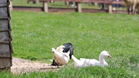 夏天在英国乡村的一个农场的院子里一群黑白相间的鸡鸭