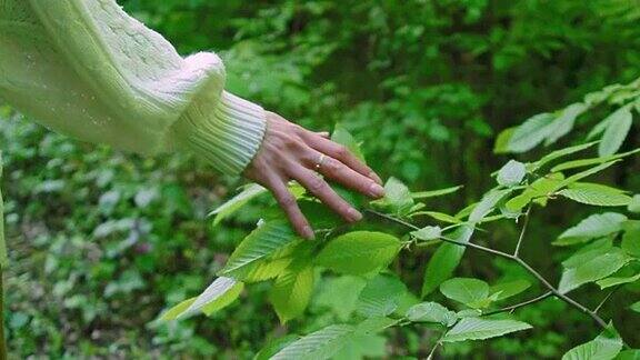 女人的手抚摸着森林里的树叶慢镜头