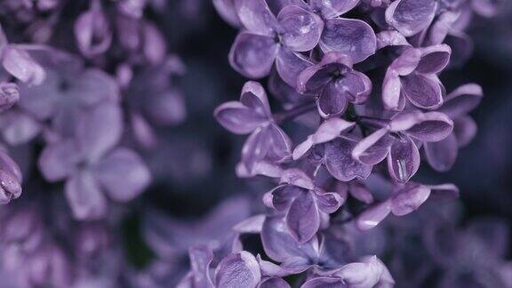 美丽的丁香花在雨中自然背景水滴落在春天的花朵上花的浪漫的背景开着花的丁香枝下雨了盛开的紫丁香特写选择性对焦慢镜头