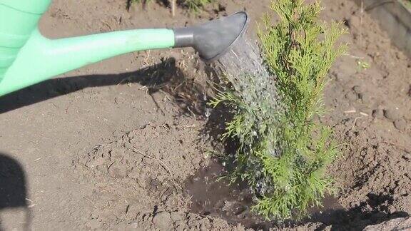 浇水后在地里种一棵小树浇水罐