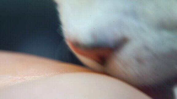 猫舌头舔到女人手掌的特写猫舔人的皮肤