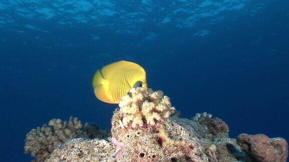 红海珊瑚中的蝴蝶鱼