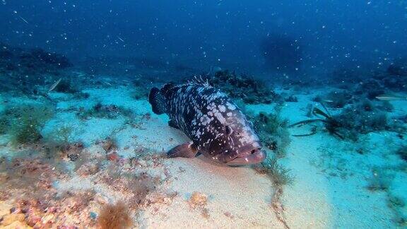 沙海床上的大石斑鱼在西班牙马略卡岛潜水