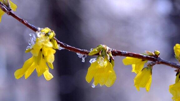 黄花上覆盖着一层雪