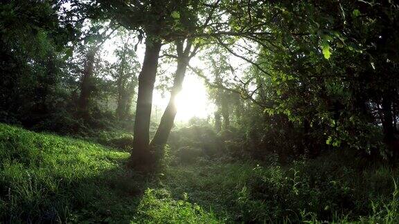 日出在森林里时光流逝