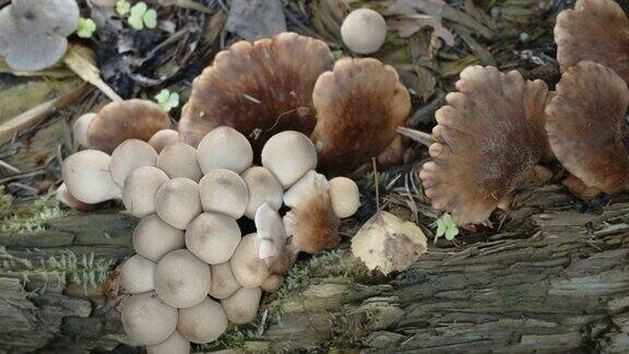 爱沙尼亚的原木上生长着大量的棕色蘑菇