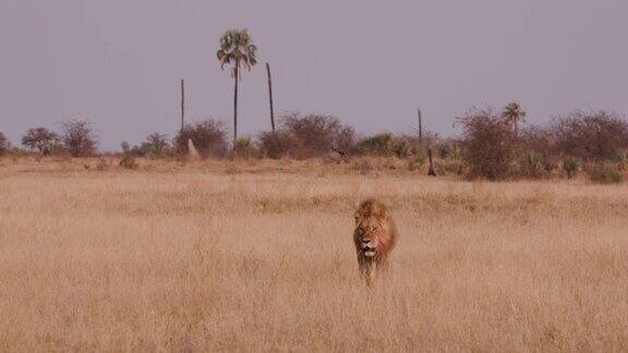 壮观的雄狮穿过非洲草原走向博茨瓦纳的摄像机